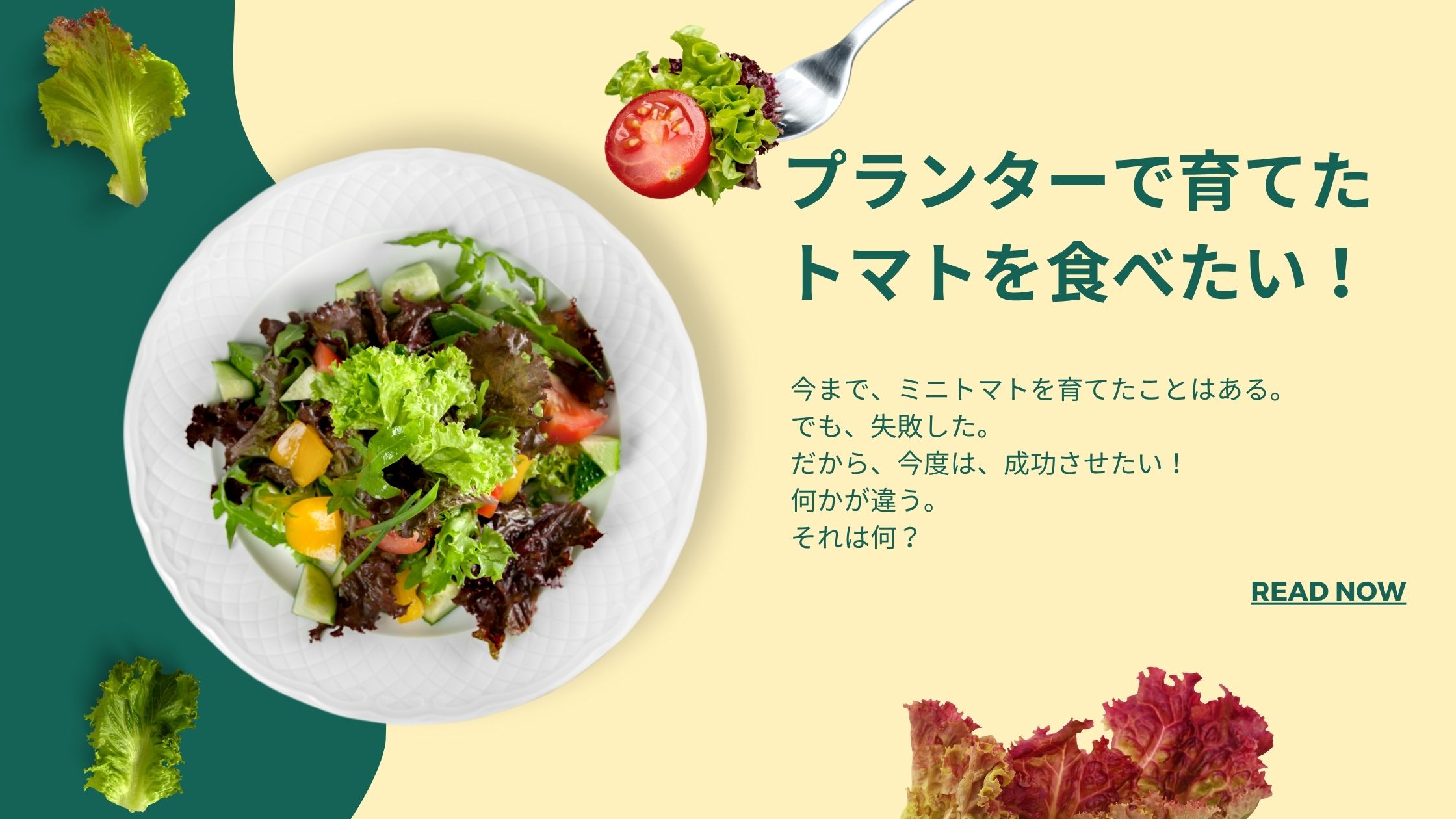 プランターでミニトマトを栽培する初心者