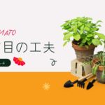 ２年目のミニトマト栽培